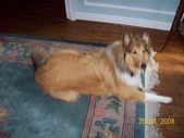 Hank 2008-04-27 GadxHoney lie down.jpg Hank 2008-04-27 GadxHoney lie down.jpg